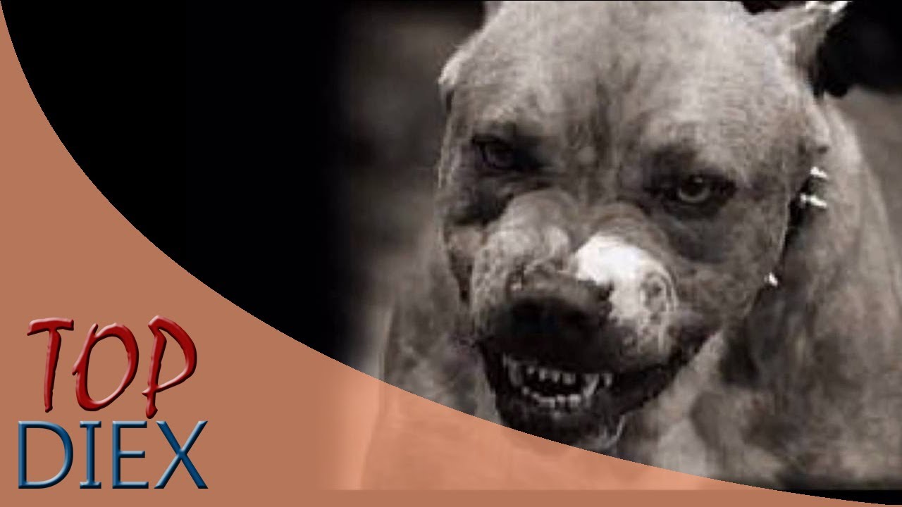 VIDEO PERROS PELIGROSOS video perros peligrosos: