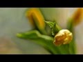 Richard Clayderman - Flowers flowers flowers