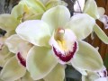 PERE JÁNOS Fehér orhideák