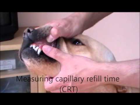 Capillary refill time measurement