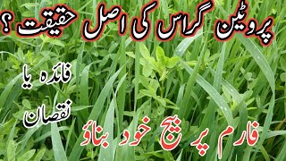 Reality Of Protein Gr Making Seeds At Home