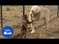 Pleased to meet you! Incredible video of lion kissing dog's paw - Daily Mail