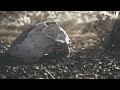 Dry Bones