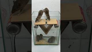 Homemade Mouse Trap Idea From A Rocking Bridge // Mouse Trap 2 #Rattrap #Rat #Mousetrap #Shorts