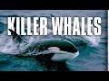 Killer Whales: Up Close and Personal