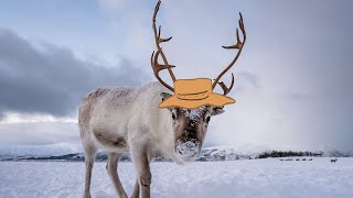 Reindeer / Caribou