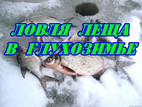 видео о поведении леща видео о поведении леща
