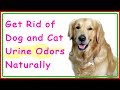 Get Rid of Dog and Cat Urine Odors Naturally