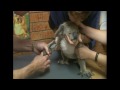 Injured orphan koala