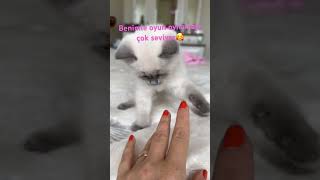 British Blue Point Minik Kedi