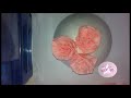 Flores de Papel
