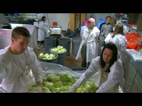 MSUToday: E.coli and lettuce contamination