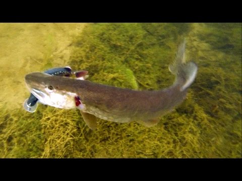 как щука атакует приманку видео как щука атакует приманку видео