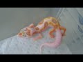 Dreamsicle and Diablo Blanco , leopard gecko