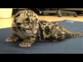 Clouded Leopard Doing Well at Tampa Zoo