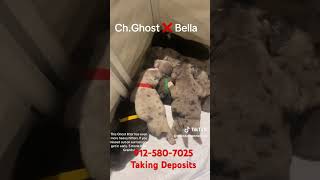 Ghost X Bella Puppies Are Fire Only One Week Old Tap In