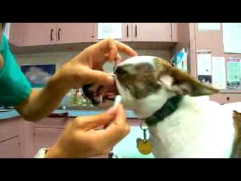 Audy Kimura For Animal Care Foundation Hawaii - Cleaning Your Pet's Teeth