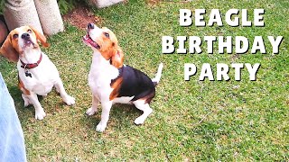Funny Beagle Dogs Having a Birthday Party 🎈