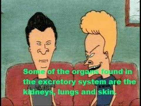 Excretory system - YouTube
