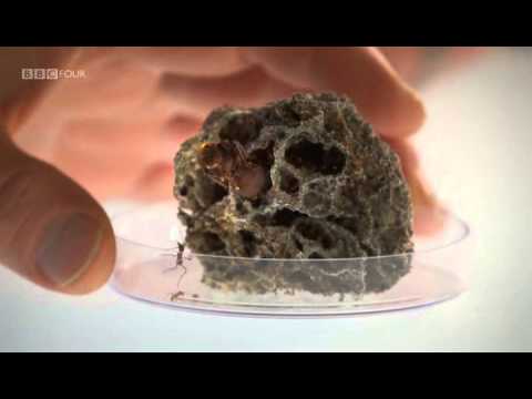 Planet Ant - Life Inside The Colony - BBC Planet Ant - Life Inside The Colony - BBC klip izle