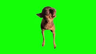 Green Screen Who Is The Doberman Meme | Screaming Dog Meme