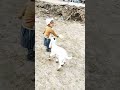 Goat and girl playing