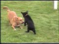 BLACK BEAR CUB  vs  Old Dog