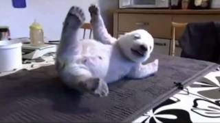 The World’s Cutest Polar Bear Baby