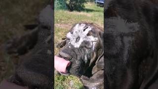 Biggest Uruk-Hai Dog Has Born