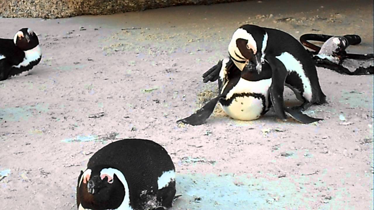 Penguin mating and penguins fighting  youtube Penguin mating and penguins fighting  youtube