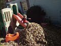 playin in a big pile of leaves 10