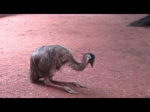 Sitting Emu02