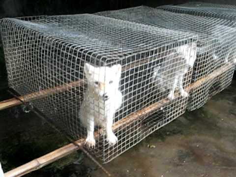 china animal abuse