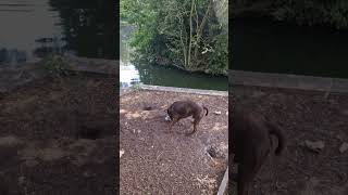 Rat Vs Patterdale Terrier. Destroys Big Rat Only 1 Winner