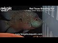 Red Texas Breeding Pair www.fengshuiaquatic.com