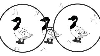 My Song "Got A Thing For Geese"
