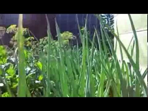 Лук репка для выгонки на зелень в теплице, лук батун agri uf.