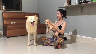 LOVELY SMART GIRL PLAYING BABY CUTE DOGS AT HOME