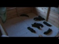 8 Adorable Black Labrador Puppies Born 6-27-2011