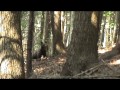 Medve függőágyból/ Bear filmed from hammock