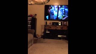 Savannah Cat Jump In Slow Motion. Phoenix F2B