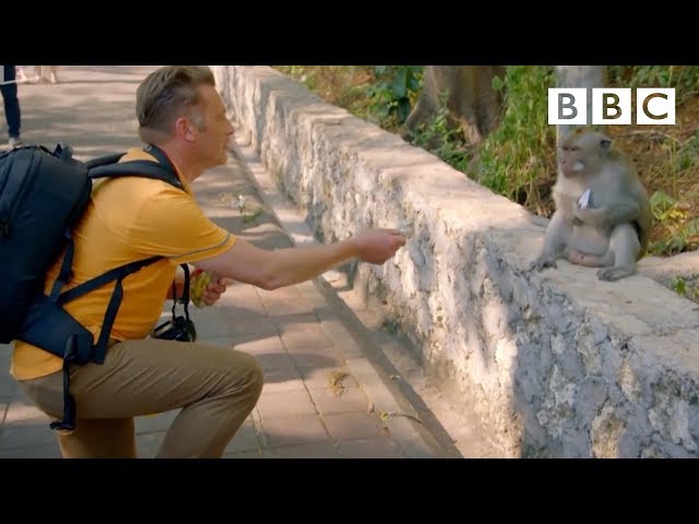 Monkeys Steal From Tourists And Hold Their Valuables Ransom For Food - Video