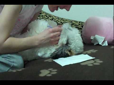 shih tzu teeth cleaning shih tzu brushing and cleaning teeth shih tzu teeth cleaning shih tzu brushing and cleaning teeth