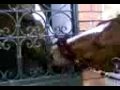 XXL porno animal ( chevale) by ihab-tetouan y badr-bik