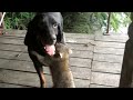 Coon dog rock and raccoon ringo playing