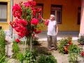 Kis - Kapcsándy Sándor Pápai költő barátom a rózsáival