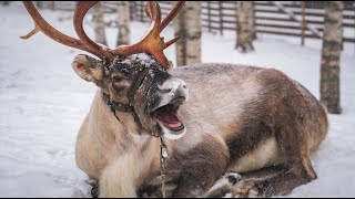 Best of funny reindeer of Santa Claus Lapland Father Christmas Finland Rovaniemi video for children