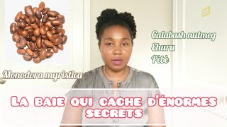 Les Secrets De La Noix De Muscade Africaine Monodora Myristica Valeur Médicinale Scientifique