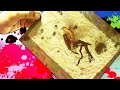 Film Indonesia Sule Detektif Tokek Full Movie images Film Indonesia Sule Detektif Tokek Full Movie