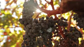 Half Mile: Cabernet Sauvignon from 2,640'